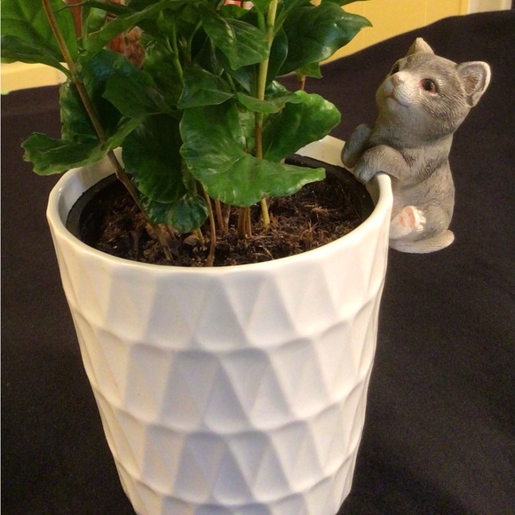 Gray Kitten Pot Hugger. So cute on plants, tanks & aquariums! You’ll love it! - Picture 1 of 13